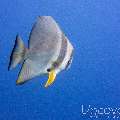 Longfin Batfish (Platax Teira)