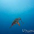 Hawksbill Sea Turtle (Eretmochelys imbricata)