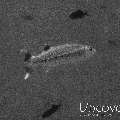 Great Barracuda (Sphyraena barracuda)
