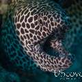 Honeycomb Moray (Gymnothorax favagineus), photo taken in Maldives, Male Atoll, South Male Atoll, Miaru Faru