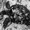Hawksbill Sea Turtle (Eretmochelys imbricata), photo taken in Maldives, Male Atoll, South Male Atoll, Miaru Faru