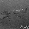 Ocellated eagle ray (Aetobatus ocellatus), photo taken in Maldives, Male Atoll, South Male Atoll, Gulhi Corner