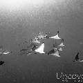 Ocellated eagle ray (Aetobatus ocellatus), photo taken in Maldives, Male Atoll, South Male Atoll, Gulhi Corner