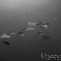 Ocellated eagle ray (Aetobatus ocellatus), photo taken in Maldives, Male Atoll, South Male Atoll, Gulhi Corner