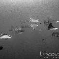 Ocellated eagle ray (Aetobatus ocellatus), photo taken in Maldives, Male Atoll, South Male Atoll, Gulhi Corner