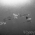 Ocellated eagle ray (Aetobatus ocellatus), photo taken in Maldives, Male Atoll, South Male Atoll, Gulhi Corner