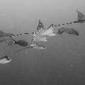 Ocellated eagle ray (Aetobatus ocellatus), photo taken in Maldives, Male Atoll, South Male Atoll, Gulhi Corner