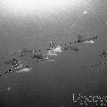 Ocellated eagle ray (Aetobatus ocellatus), photo taken in Maldives, Male Atoll, South Male Atoll, Gulhi Corner