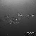 Ocellated eagle ray (Aetobatus ocellatus), photo taken in Maldives, Male Atoll, South Male Atoll, Gulhi Corner