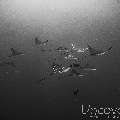 Ocellated eagle ray (Aetobatus ocellatus), photo taken in Maldives, Male Atoll, South Male Atoll, Gulhi Corner