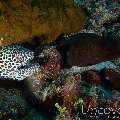 Giant Moray (Gymnothorax Javanicus)