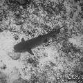 White Tip Reefshark (Triaenodon Obesus)