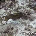 Titan Triggerfish (Balistoides viridescens), photo taken in Maldives, Male Atoll, South Male Atoll, Gulhi Corner