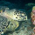 Hawksbill Sea Turtle (Eretmochelys Imbricata)