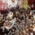 Spotted Porcelain Crab (Neopetrolisthes Maculatus)