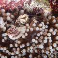 Spotted Porcelain Crab (Neopetrolisthes Maculatus)