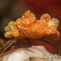 Nudibranch (Trapania reticulata), photo taken in Indonesia, Bali, Tulamben, Seraya Secrets