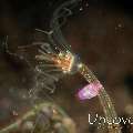 Amphipod (Lysianassidae)