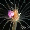 Amphipod (Lysianassidae), photo taken in Indonesia, Bali, Tulamben, Seraya Secrets