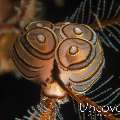 Nudibranch (Doto Greenamayeri), photo taken in Indonesia, Bali, Tulamben, Pantai Lahar