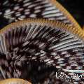 Feather Star (Crinoidae)