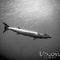 Great Barracuda (Sphyraena barracuda), photo taken in Indonesia, Bali, Tulamben, Pantai Lahar