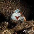 Juvenile, Warty Frogfish (Antennarius maculatus)