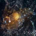 Siboga tunicate shrimp (Odontonia sibogae)