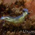 Nudibranch (Elysia Sp. 37)