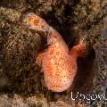 Juvenile, Painted Frogfish (Antennarius pictus)