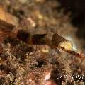 Brown-Banded Pipefish (Corythoichthys amplexus)