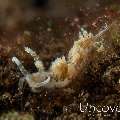 Nudibranch (Facelinella anulifera)