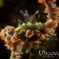 Anker's Whip Coral Shrimp (Pontonides ankeri), photo taken in Indonesia, Bali, Tulamben, Tukad Linggah