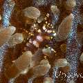 Hidden Corallimorph Shrimp (Pilopontonia furtiva)