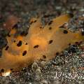 Nudibranch (Thecacera Sp.)