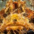 Juvenile, Tassled Scorpionfish (Scorpaenopsis oxycephala)