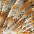 Indian Feather Duster Worm (Sabellastarte spectabilis)