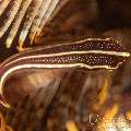 Twoline Clingfish (Lepadichthys Lineatus)