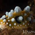 Nudibranch (Phylidia Ocellata)