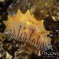 Nudibranch (Halgerda Willeyi)