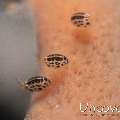Ladybug (Cyproideidae), photo taken in Indonesia, Bali, Tulamben, Emerald