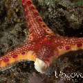 Unusual sea star (Neoferdina insolita), photo taken in Indonesia, Bali, Tulamben, Ulami