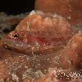 Translucent Goby (Bryaninops translucens)