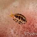 Ladybug (Cyproideidae)