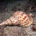 Triton Snail (Charonia tritonis)