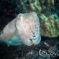 Broadclub cuttlefish (Sepia latimanus), photo taken in Indonesia, Bali, Tulamben, Ulami