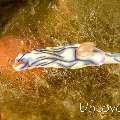 Nudibranch (Hypselodoris nigostriata)