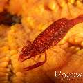 Sea star shrimp (Zenopontonia soror), photo taken in Indonesia, Bali, Tulamben, Melasti