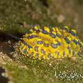 Nudibranch (Stiliger Ornatus)
