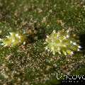 Nudibranch (Costasiella Kuroshimae)